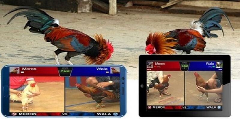 Các loại cựa dao phổ biến trong Đá gà cựa dao Ga128